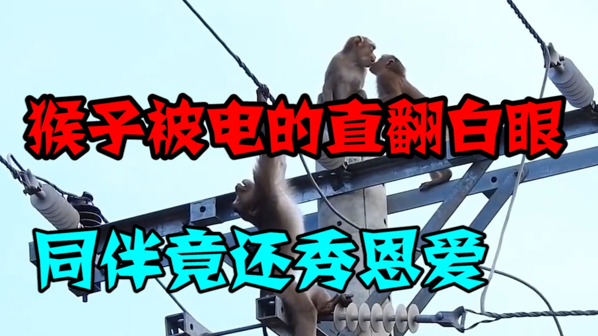 猴子作死爬到高压电线上玩,电的它直翻白眼,把同伴都看懵逼了