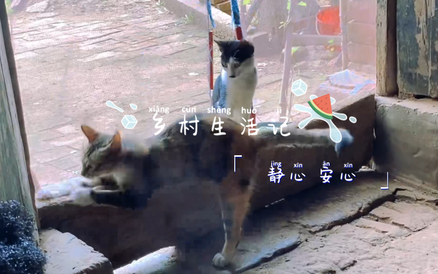 [图]【暑假回村的生活】猫猫们好悠闲哇