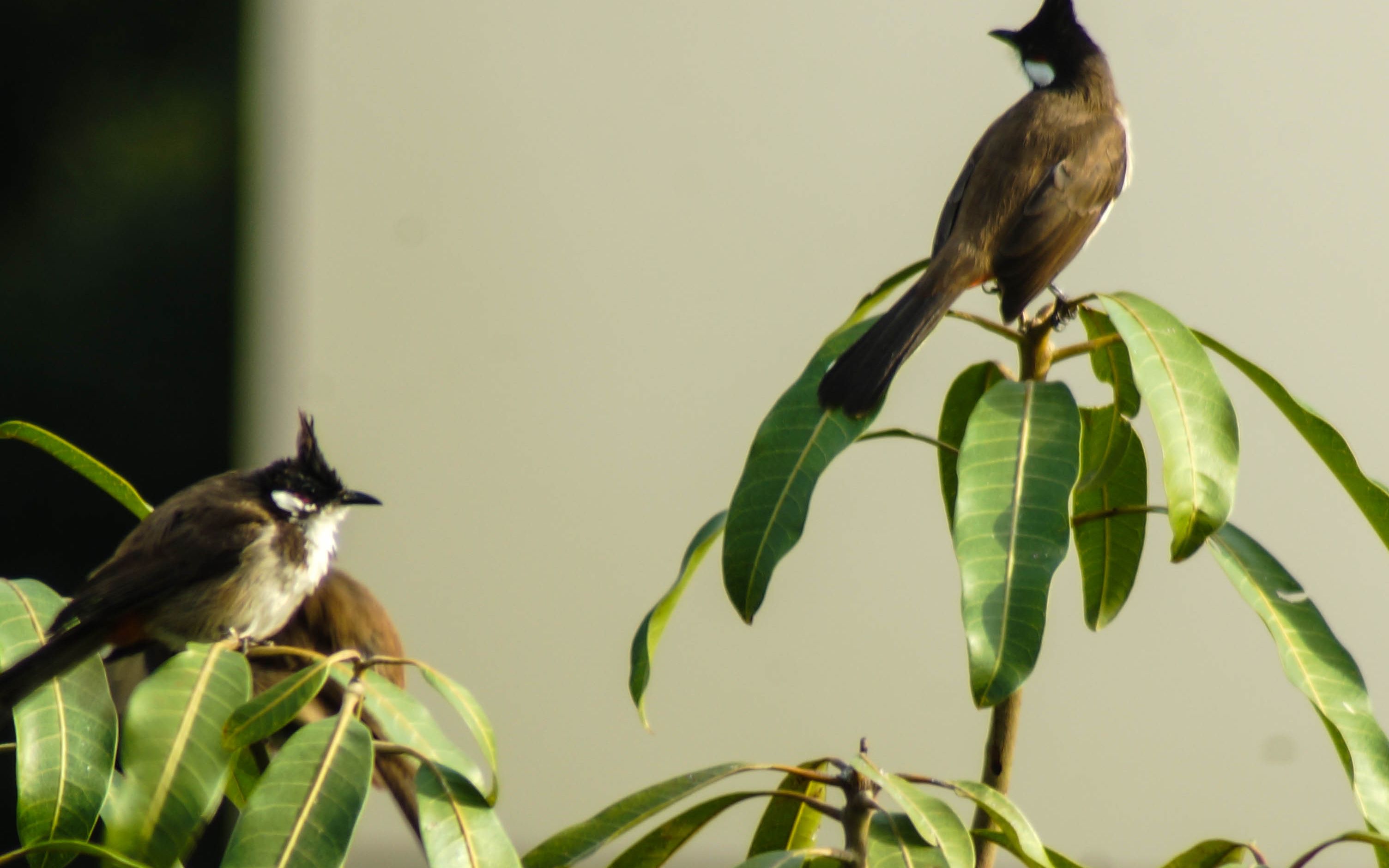 清晨拍摄枝头上的小鸟,满面的生活气息 100mm-400mm号码焦段拍摄 两倍