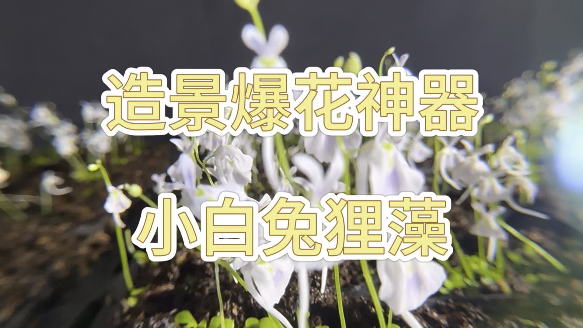 造景爆花神器 小白兔狸藻哔哩哔哩bilibili