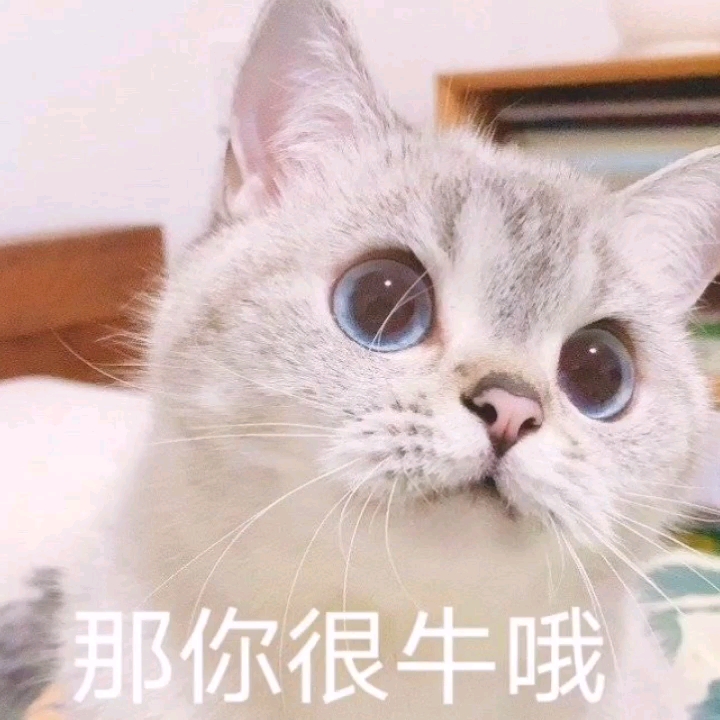 可爱猫猫表情包哔哩哔哩bilibili