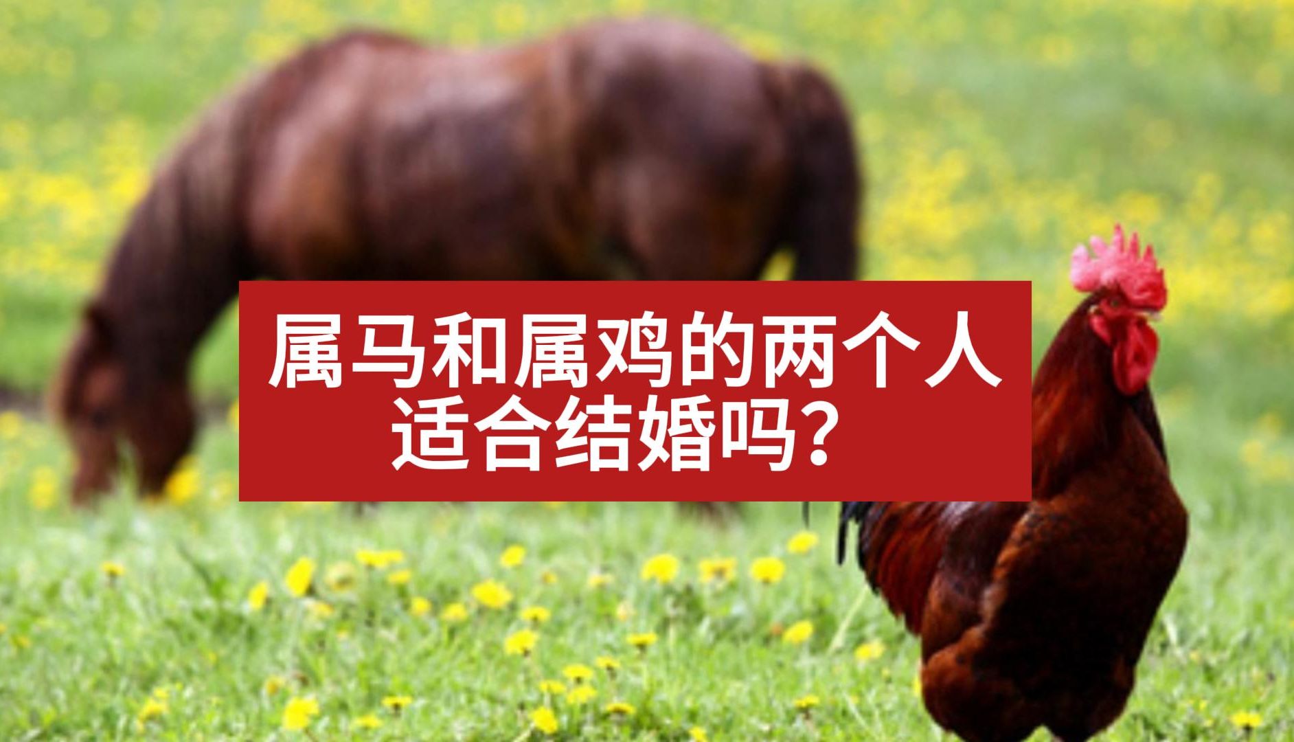 属马和属鸡的两个人适合结婚吗?