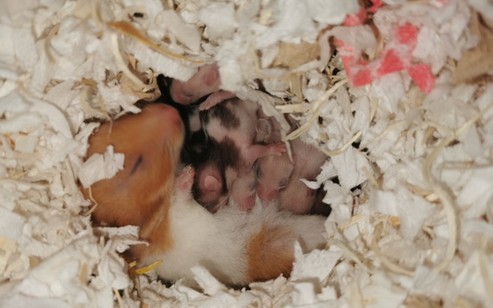 金丝熊宝宝出生记录19天