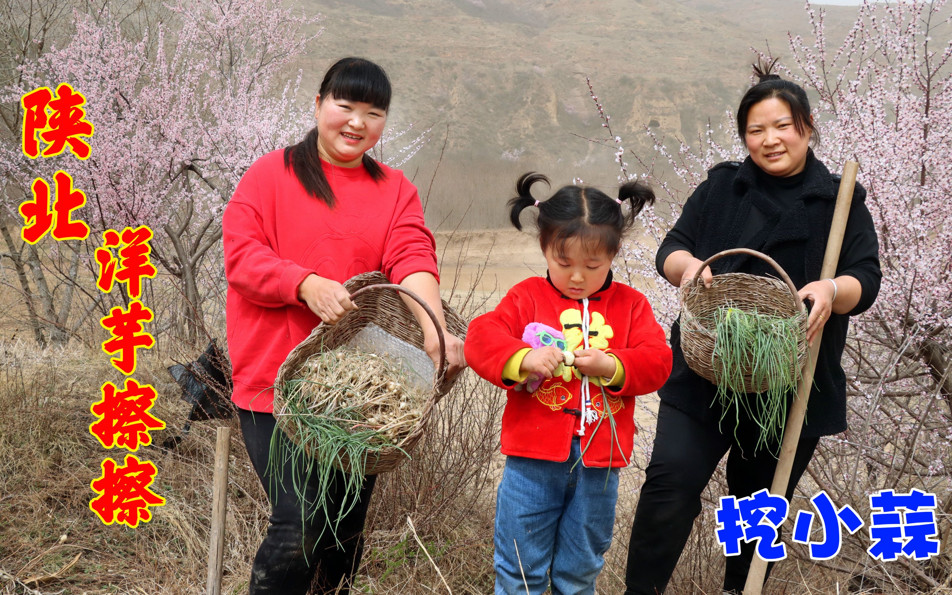 陕北特色洋芋擦擦的做法,霞姐地里挖小蒜拌着吃,真正天然的美味