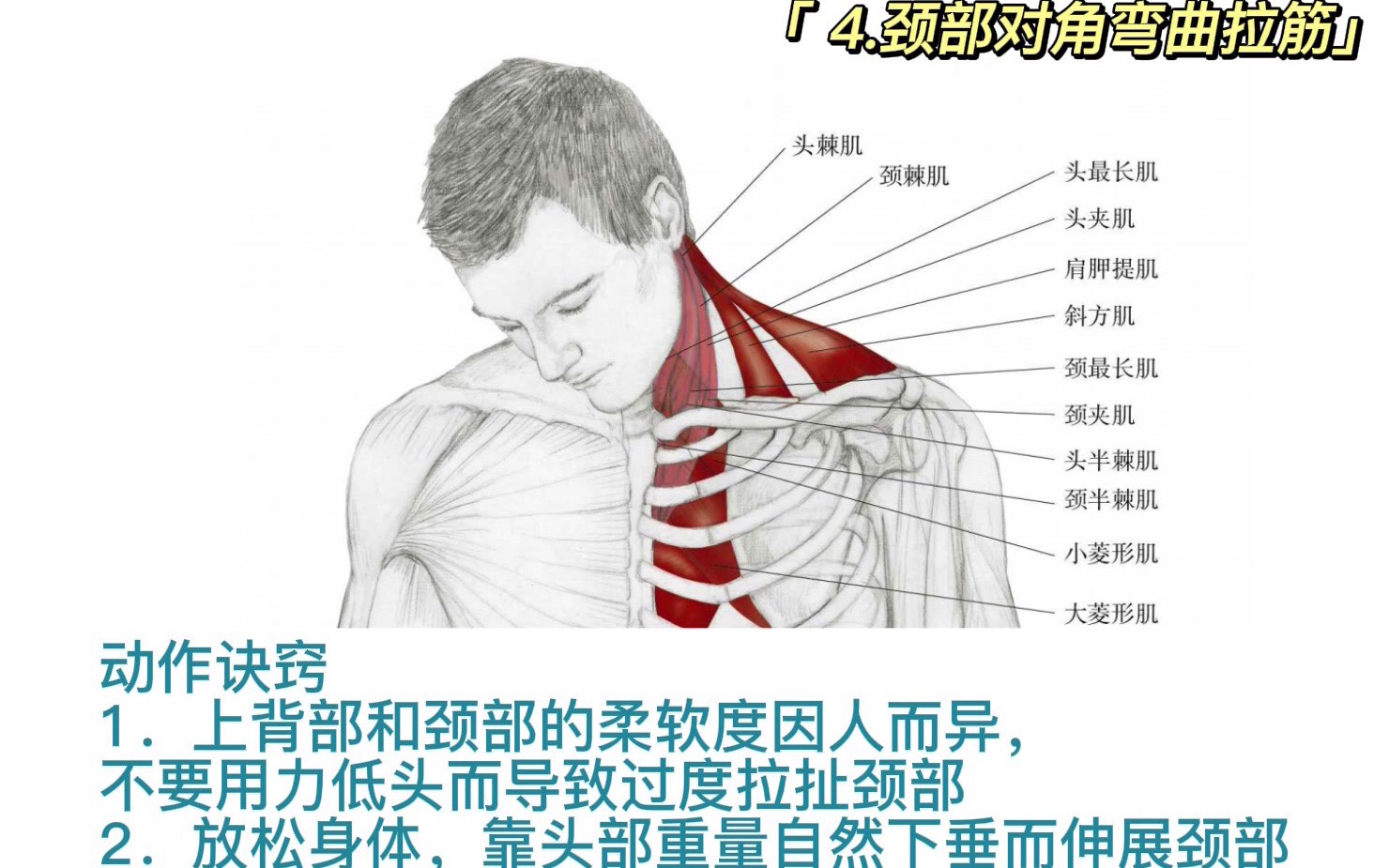 [图]「7个颈部拉筋动作」解剖图拉筋