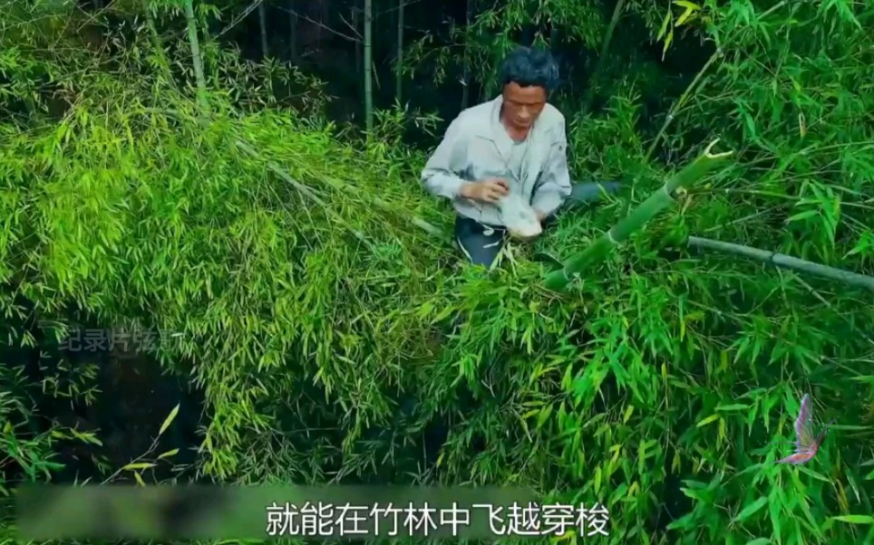 原来轻功是真的,卧虎藏龙里没有骗人