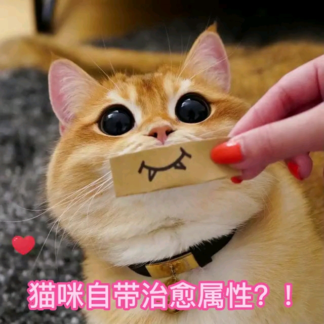 [图]猫有猫的理由系列～终篇～猫咪自带治愈属性？！根据调查表明，养过猫的人比没养过猫的人，患心肌梗死与脑中风的危险系数要低37%，与猫咪共同生活有助于缓解压力哟～