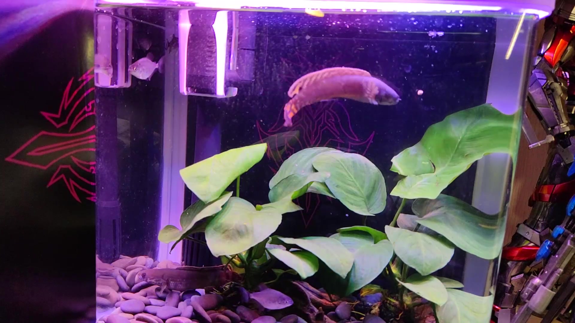 七彩雷龙兼红腹食人鱼喂食