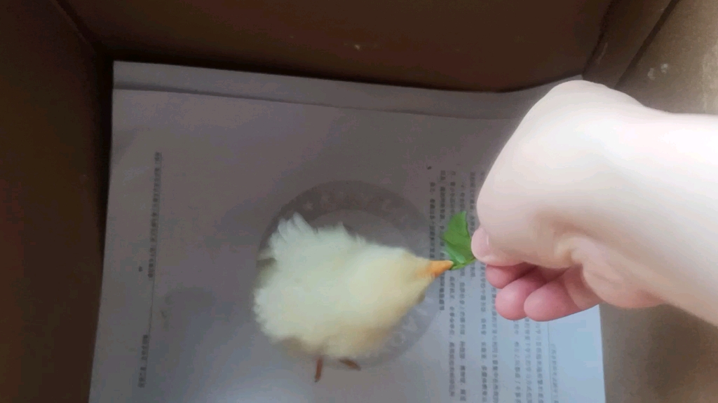 小鸡(小鲁)第一次吃青菜