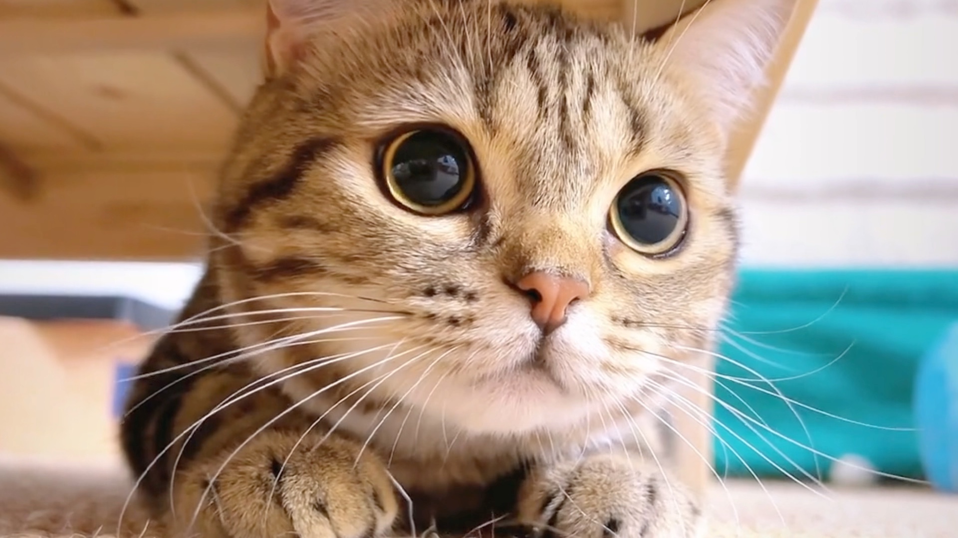 萌萌的小猫谁不爱啊