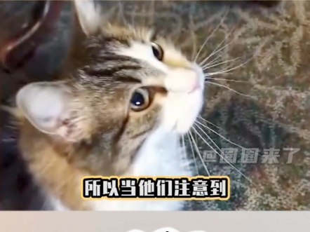 灵魂摆渡猫哔哩哔哩bilibili