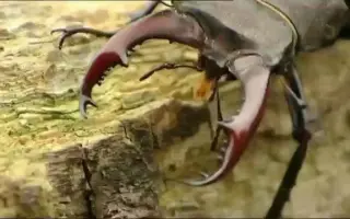 欧洲深山锹形虫 搜索结果 哔哩哔哩 Bilibili 欧洲深山锹形虫 搜索结果 哔哩哔哩 Bilibili