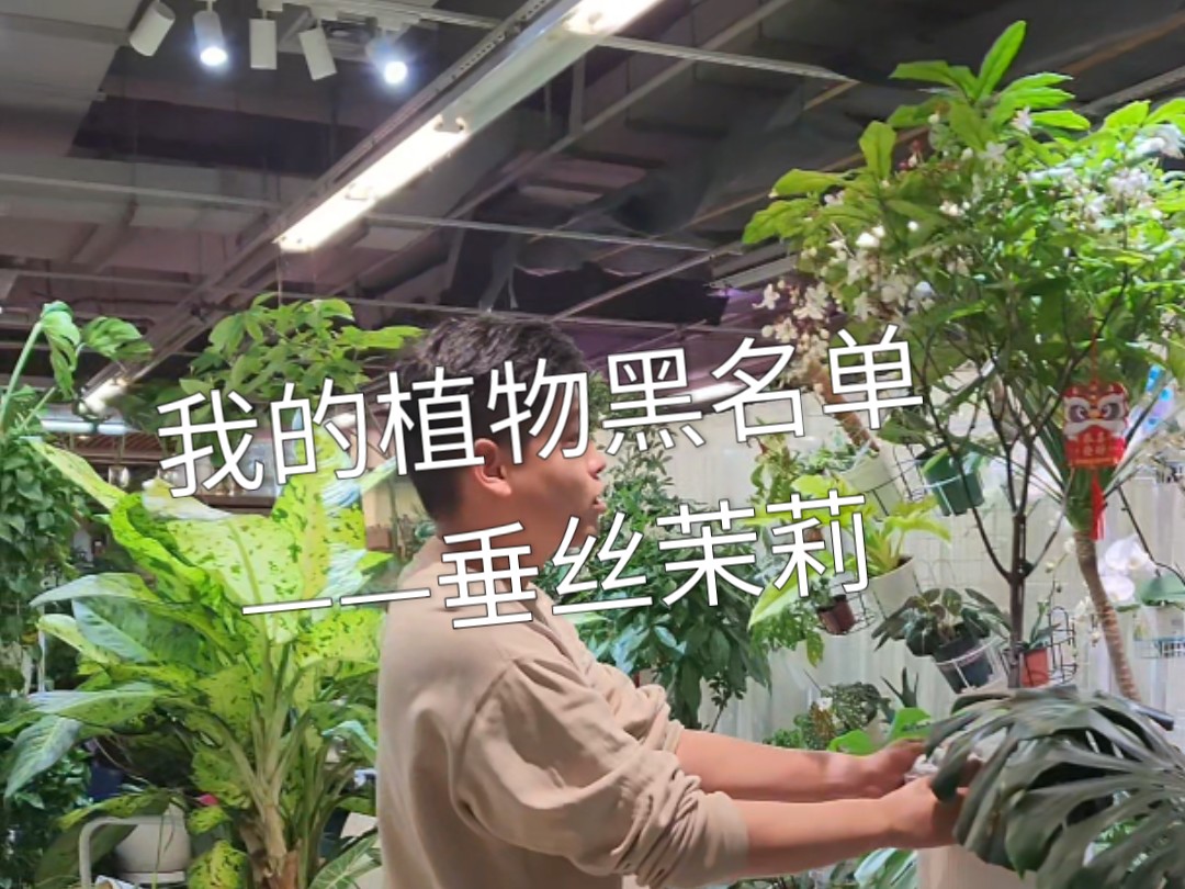 我的植物黑名单——垂丝茉莉哔哩哔哩bilibili