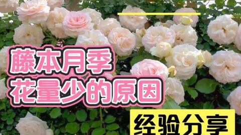 藤本月季打造花柱这样操作花量才大 现在这么操作秋花才开的好 哔哩哔哩