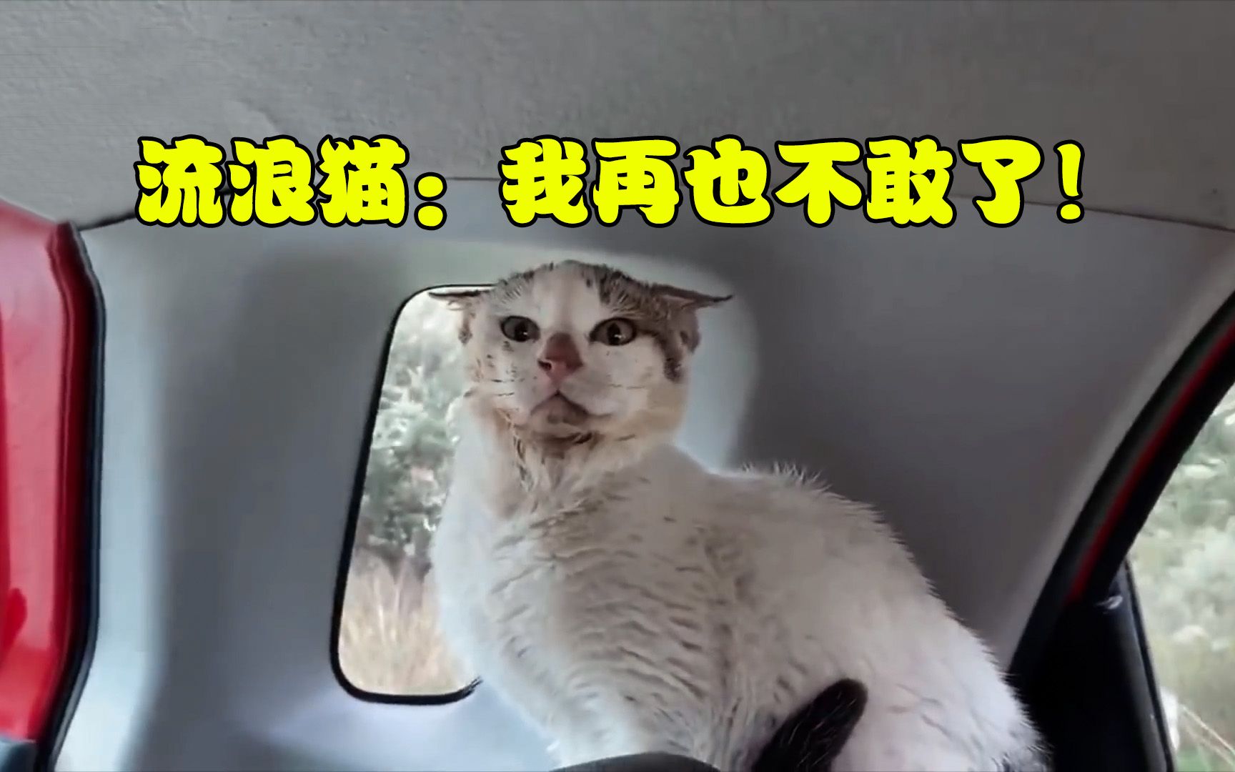 [图]大叔救下流浪猫，流浪猫却不断嘶吼，大叔一招令它从警惕到躺平！