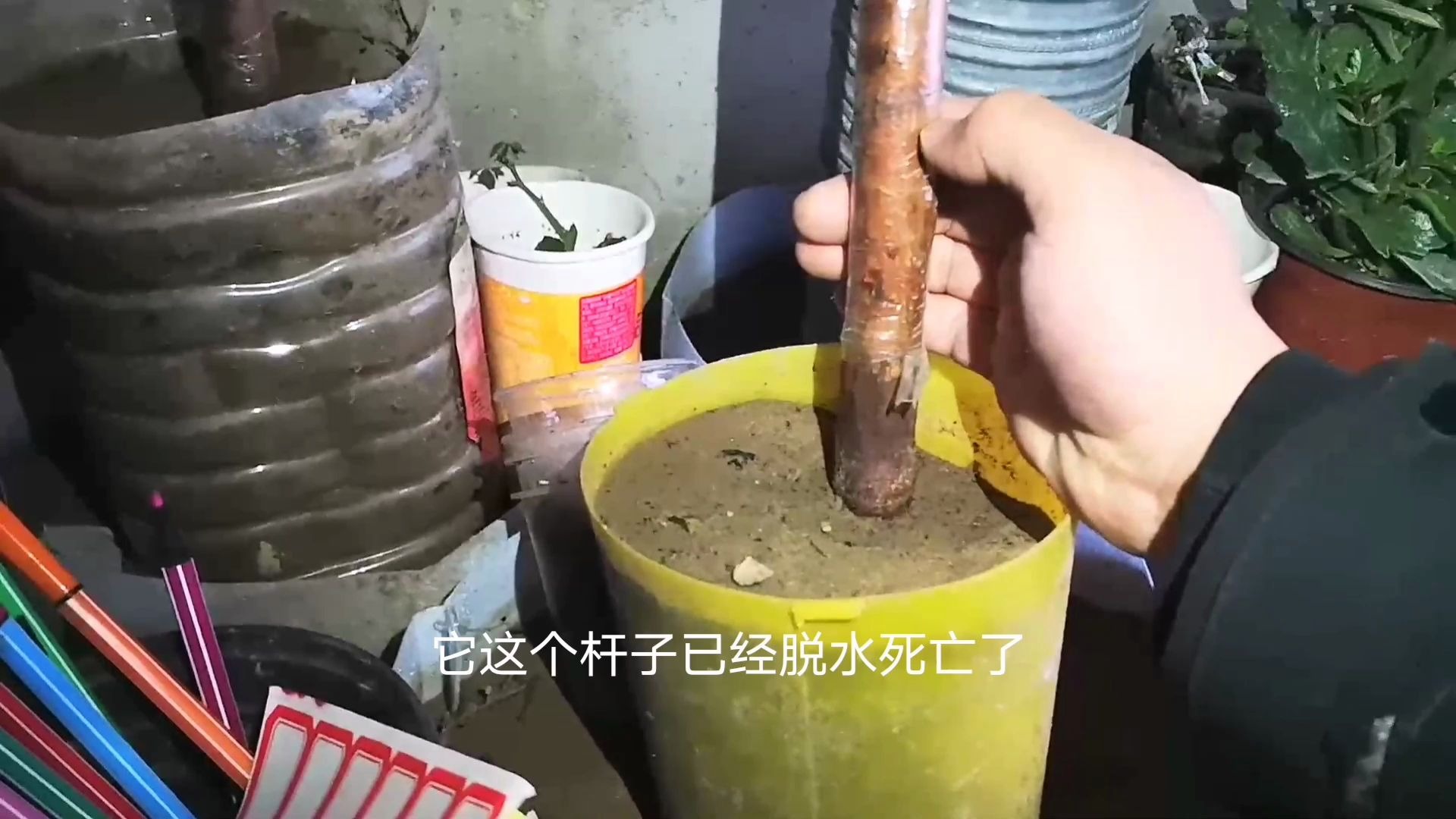 扦插山木香,是插深一点好还是浅一点好?如果操作不好可能变木柴哔哩哔哩bilibili