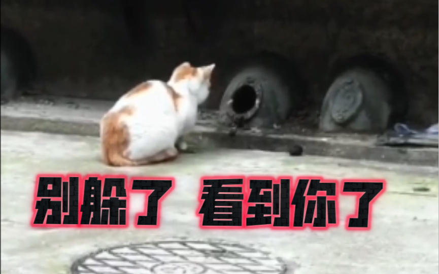 [图]猫：鼠老弟，你对我的速度一无所知！