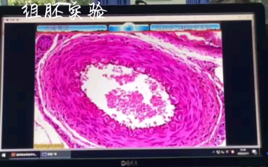 [图]组胚实验识图/自用