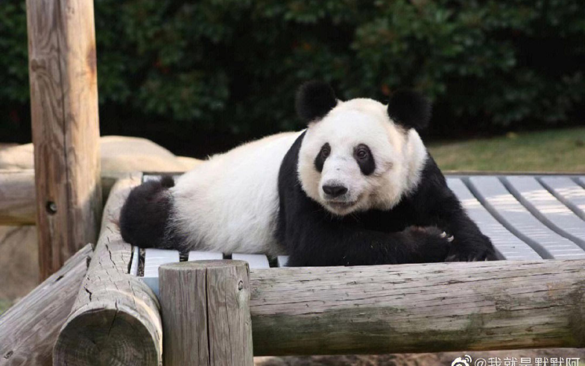 旅美熊猫丫丫惨遭虐待,频繁跪地祈食,我国专家终于出手
