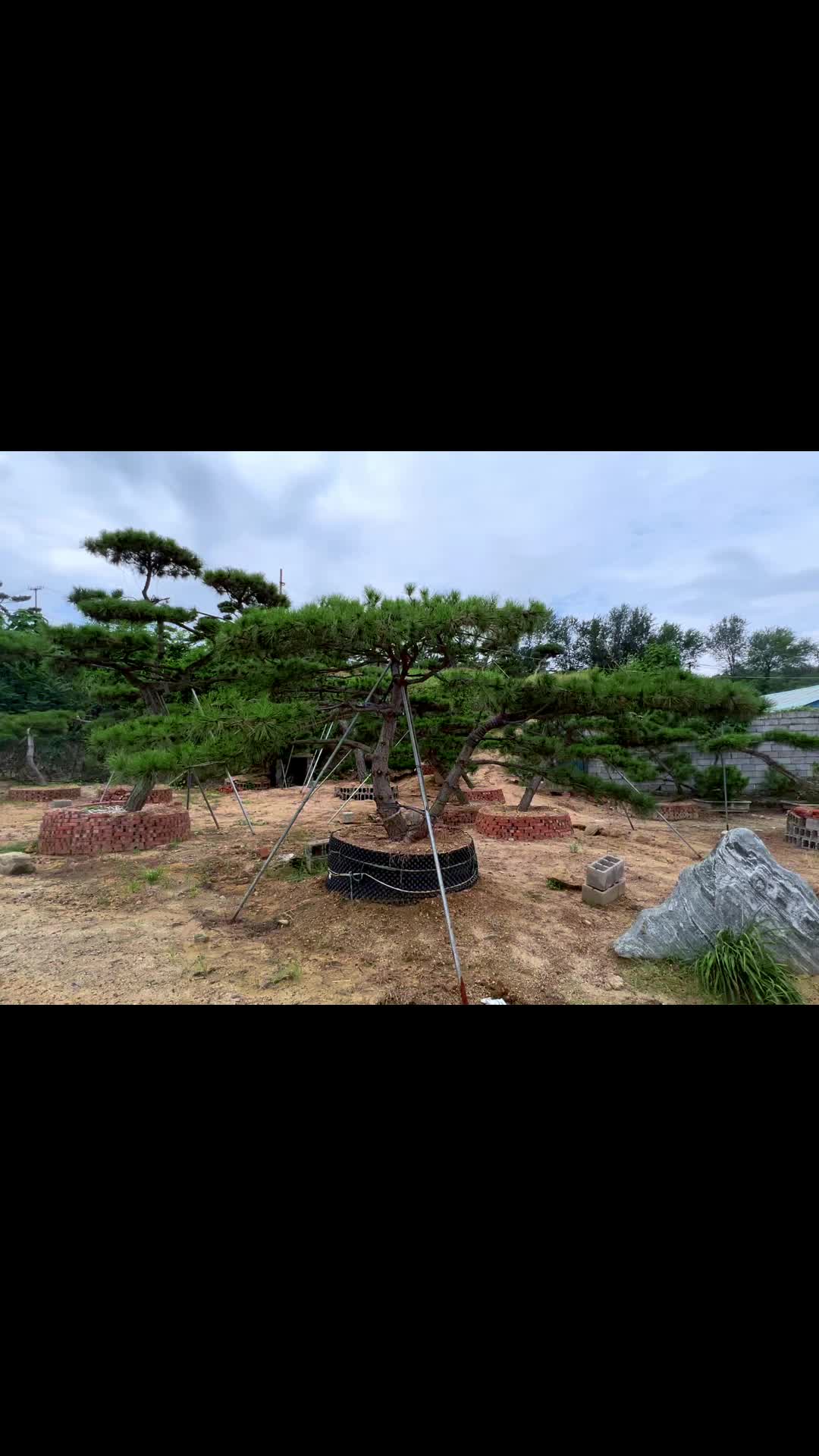 一本双杆造型松,也叫夫妻树,寓意非常好#景观松 #造型黑松 #造型油松