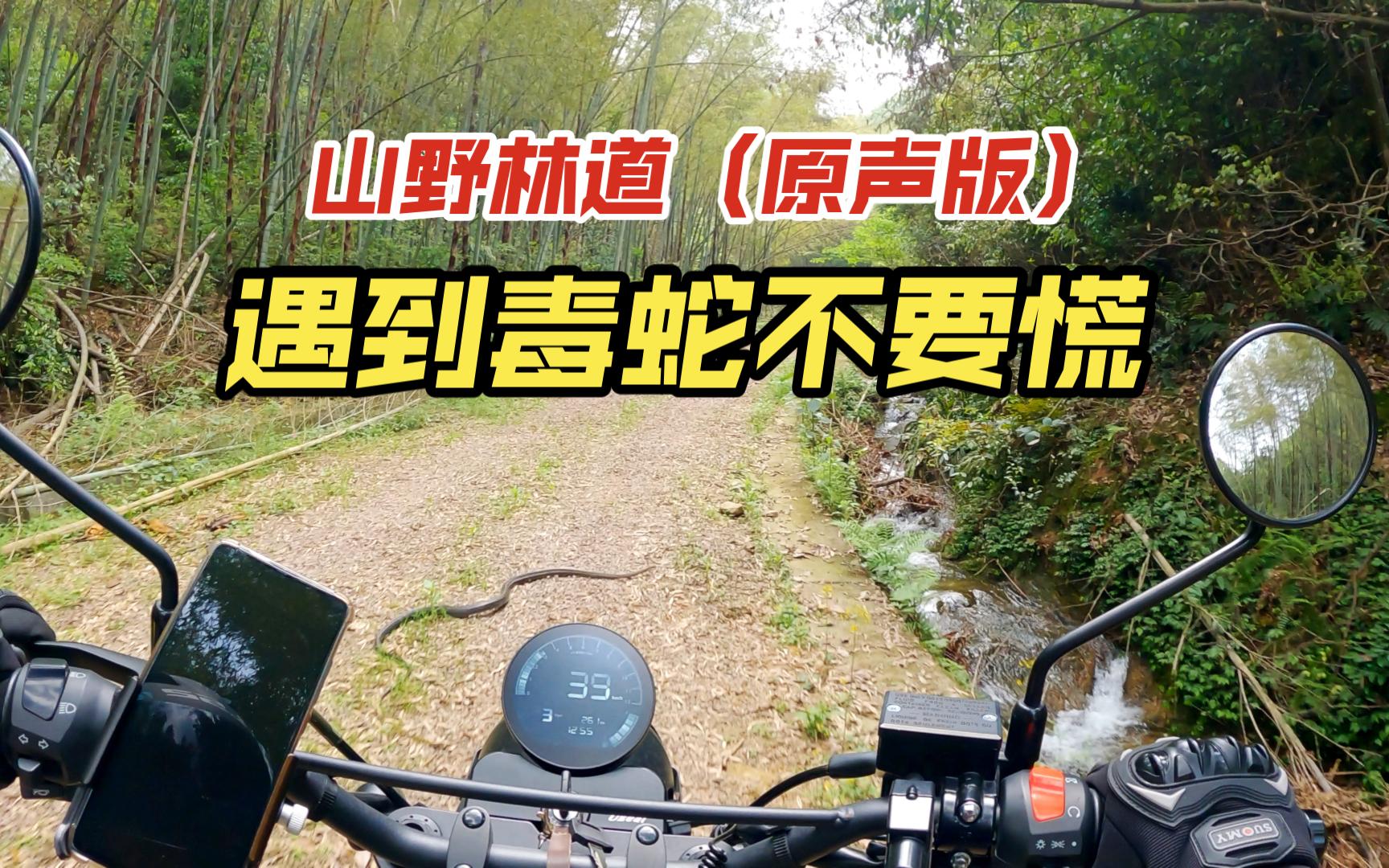 山野林道,路遇毒蛇不要慌 