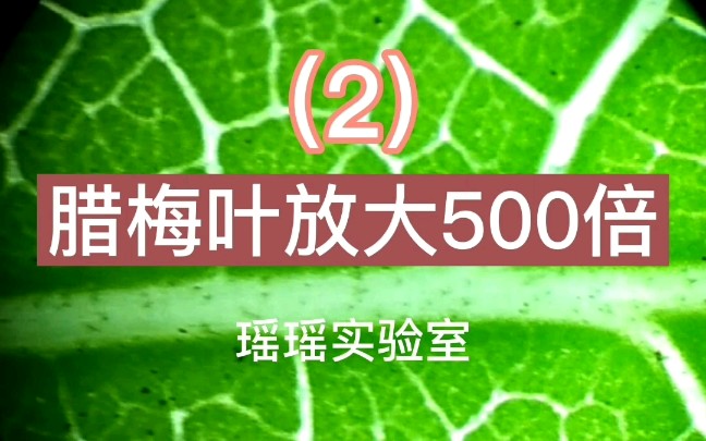 腊梅叶放大500倍能发现什么?哔哩哔哩bilibili