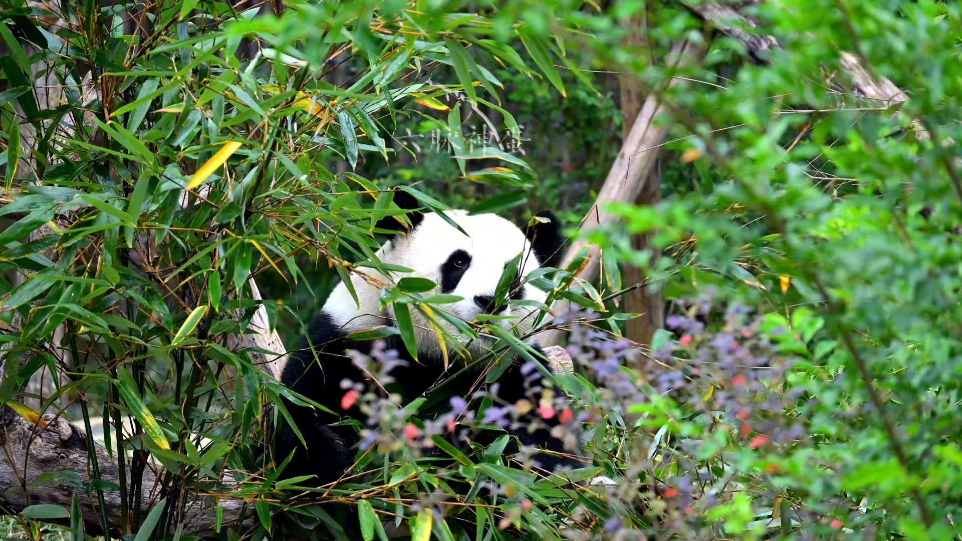 熊猫为什么一直吃竹子