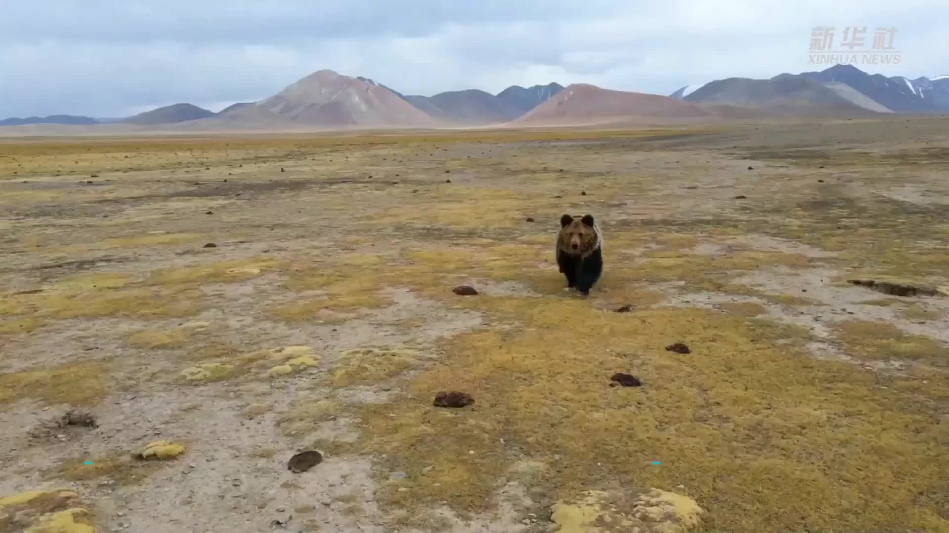 [图]场面难得一见！珍稀野生动物现身青海哈拉湖