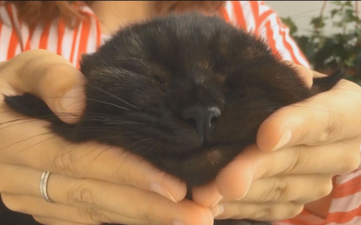 猫咪驱虫精选!1分钟教会你给自家猫主子驱虫,从此驱虫不求人!哔哩哔哩bilibili