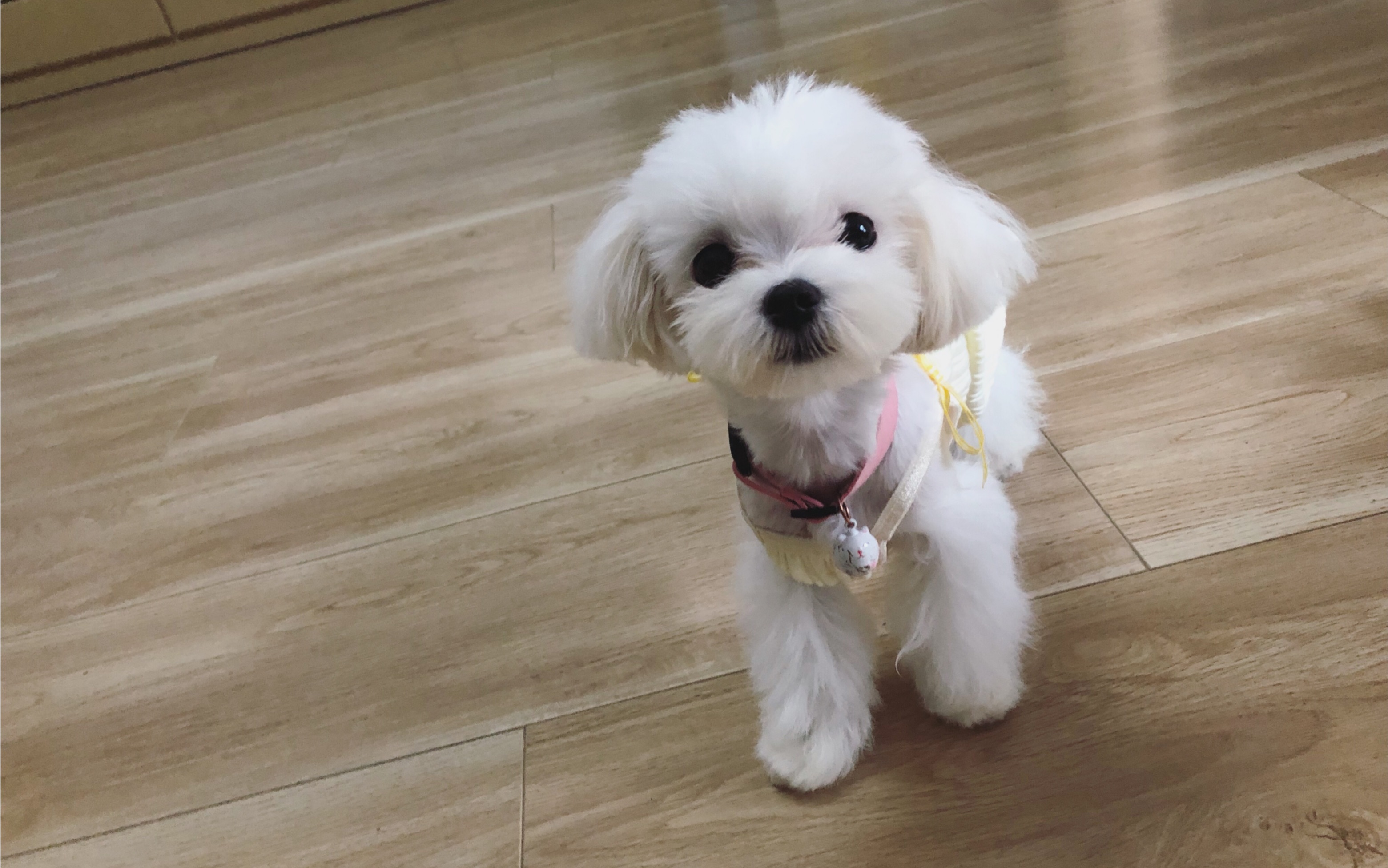 马尔济斯犬布丁和老母亲的谈心时间