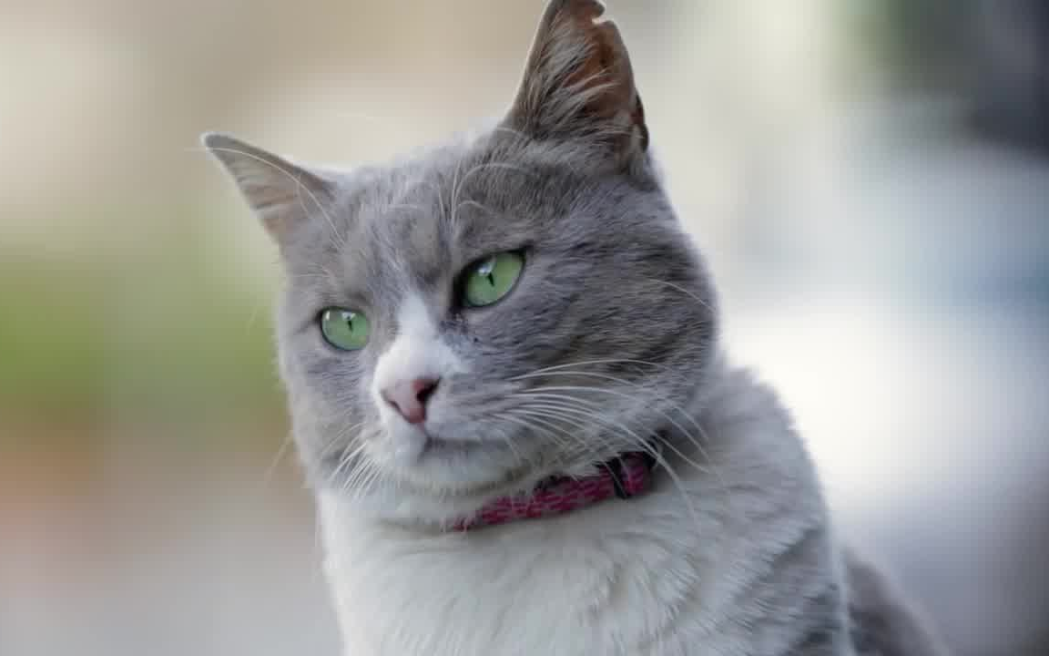 【kedifilm】法国的猫主子竟然也这么有绅士风度?