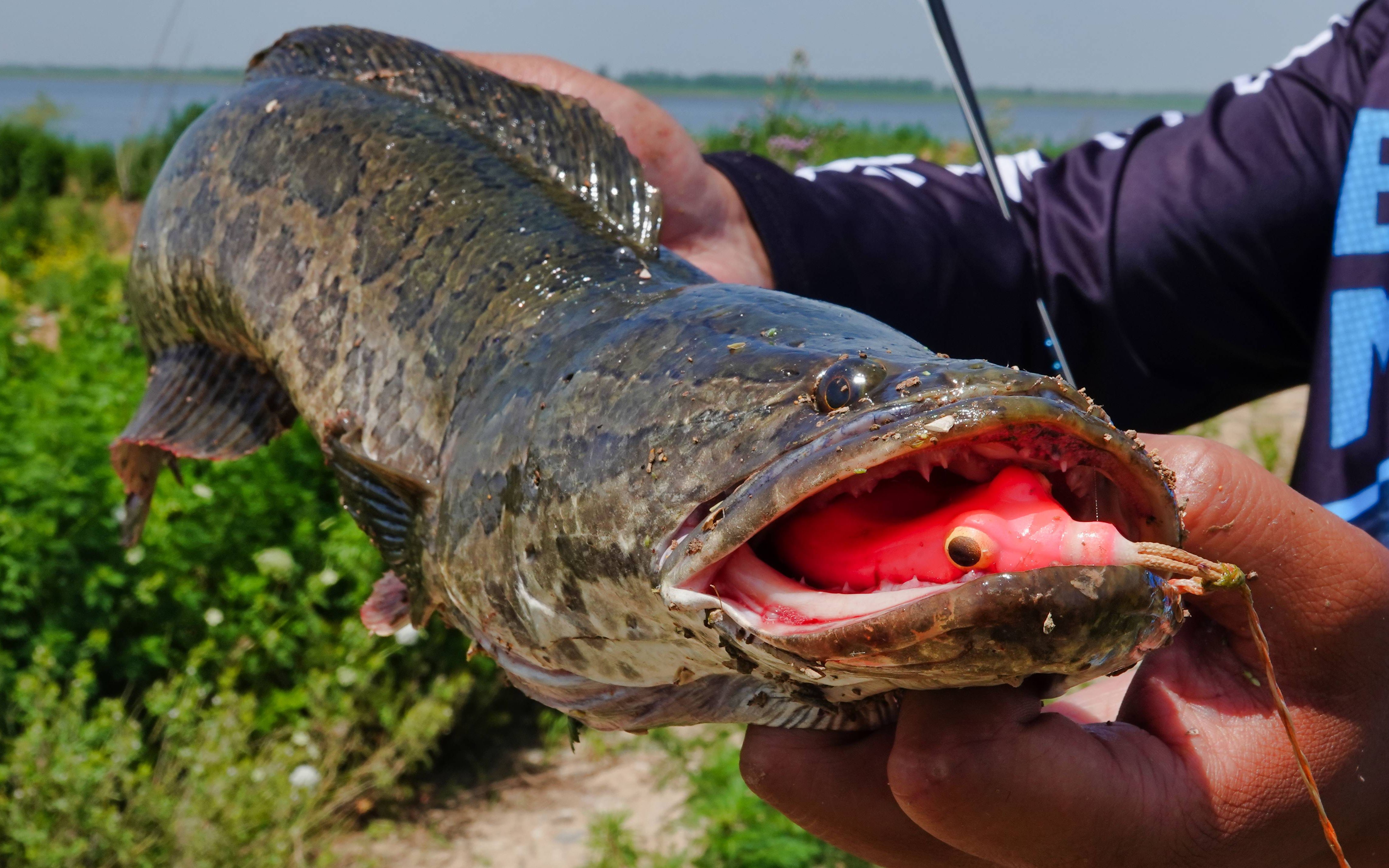 蓝旗鱼路亚大湖面雷强怎么玩钓手三强带你去找黑鱼