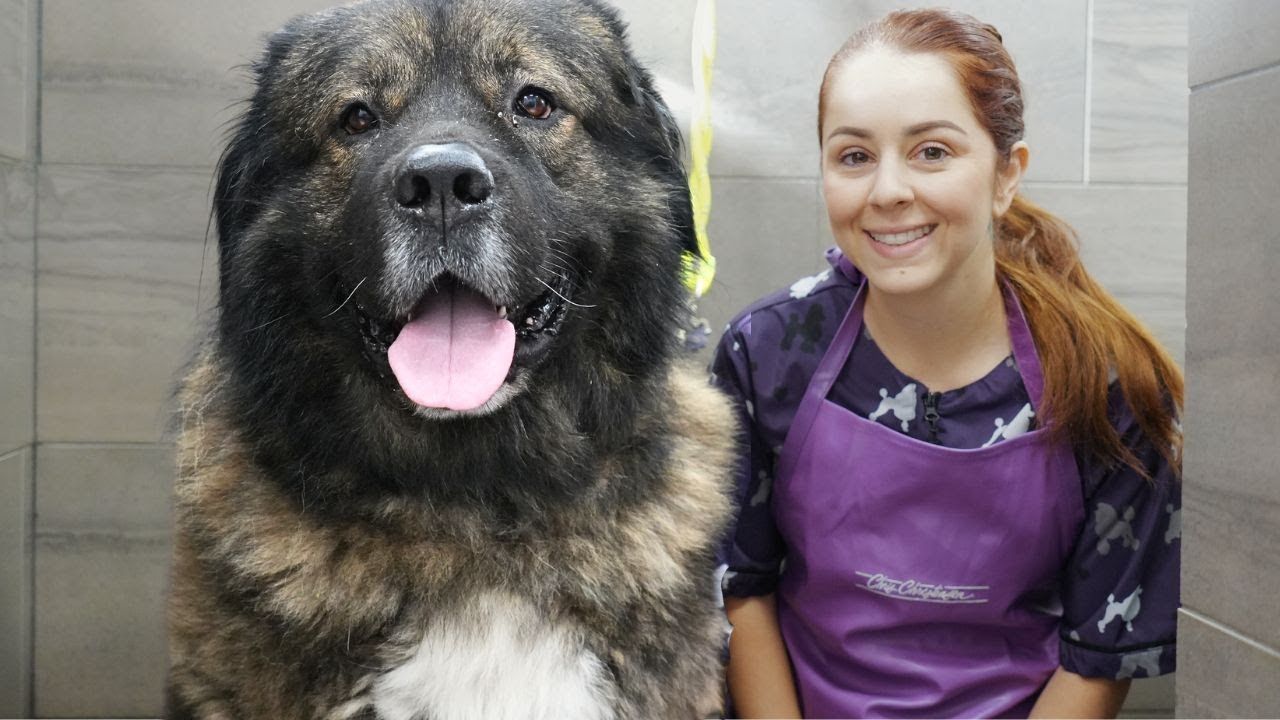 帮"世界上最大的狗"高加索牧羊犬洗澡,这就是个行走的蒲公英啊