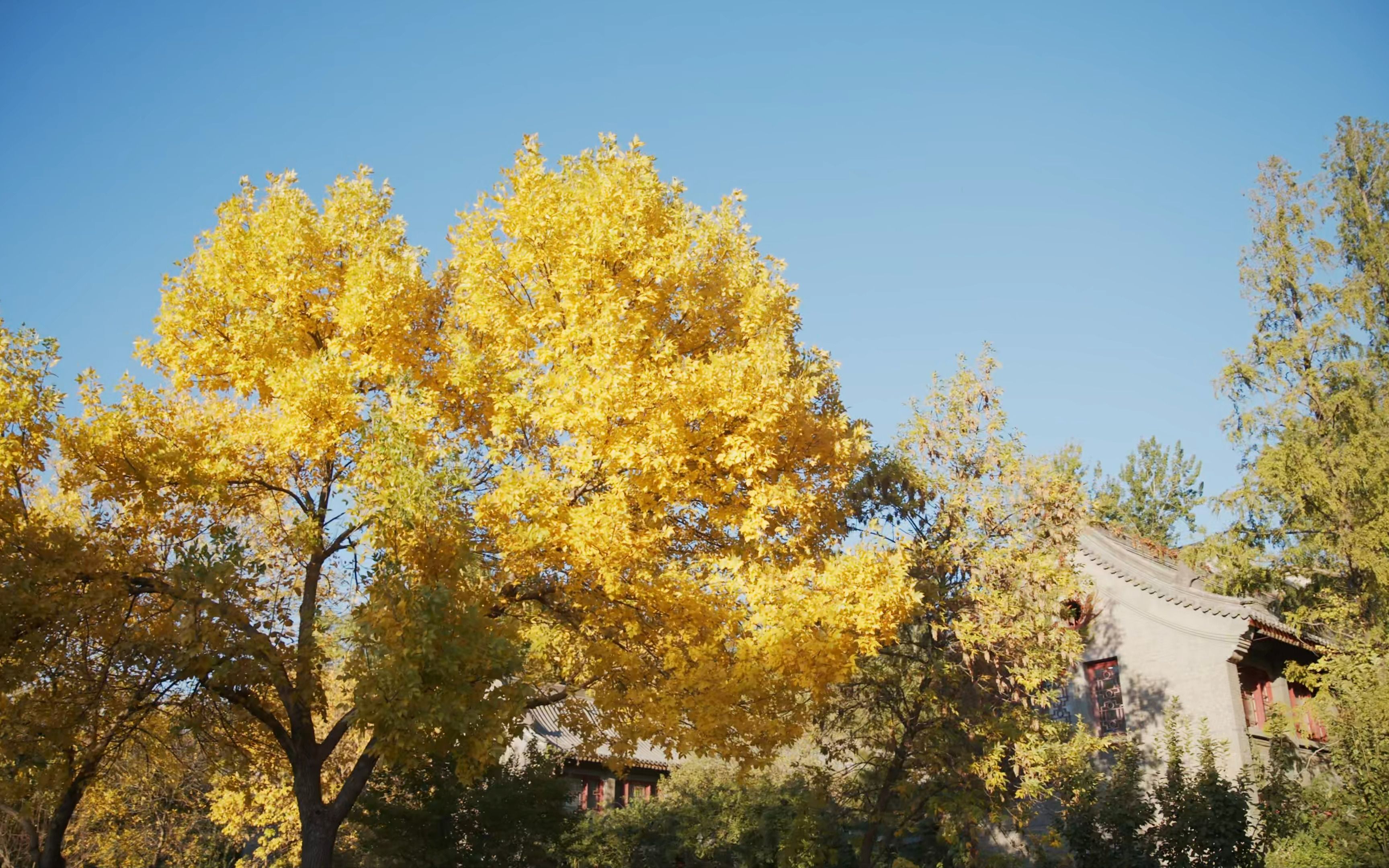 【4k】【blackmagic raw演示片】北大静园草坪 最美秋天_哔哩哔哩