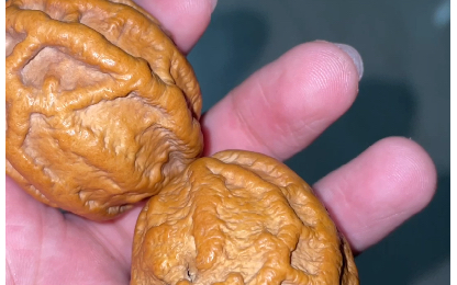 乾坤鬼脸核桃上手第十六天