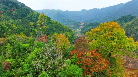 寻找最美秋色,铅山葛仙山镇里管自然村秋色宜人!