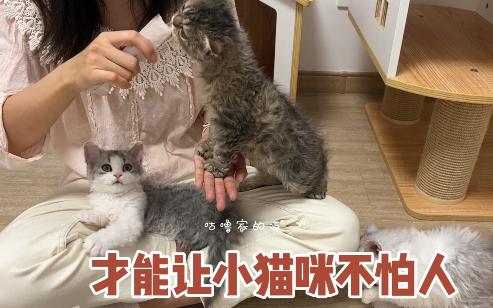 性格养成记!赛尔凯克卷毛猫哔哩哔哩bilibili