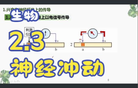 高中生物选择性必修一2.3神经冲动(1)哔哩哔哩bilibili