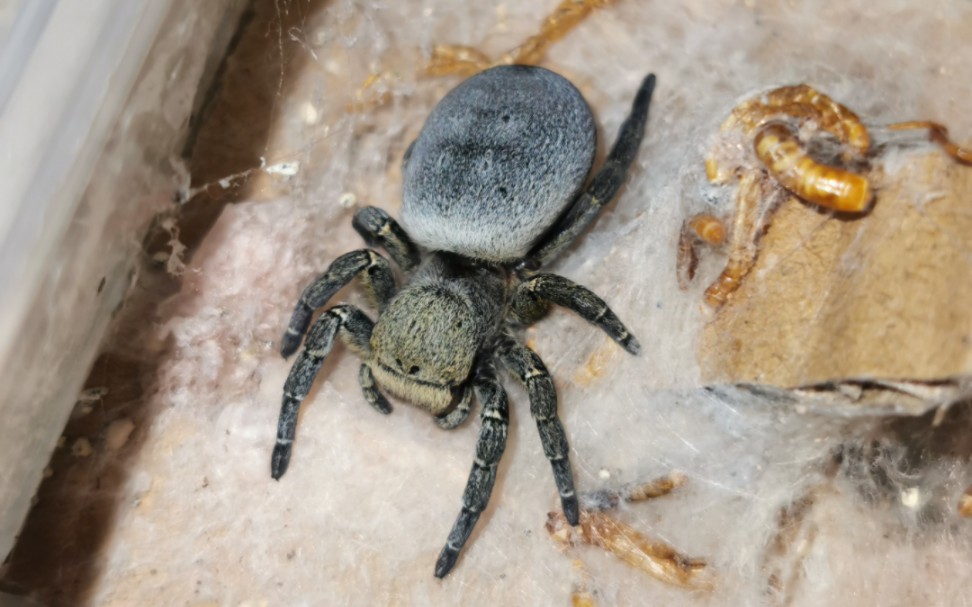 李时珍隆头蛛的捕食