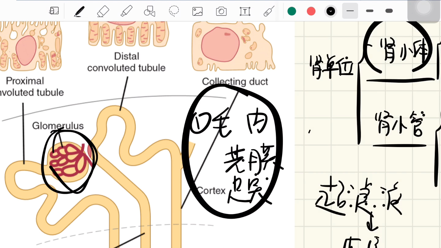 肾单位的结构(一些英语单词)哔哩哔哩bilibili