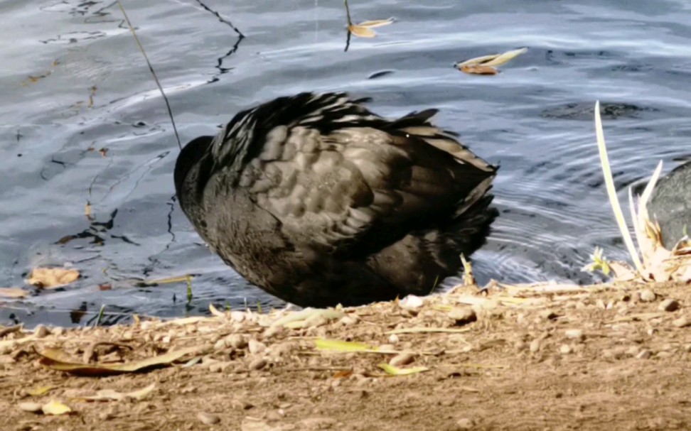 圆明园"动物园"之会游泳的鸡