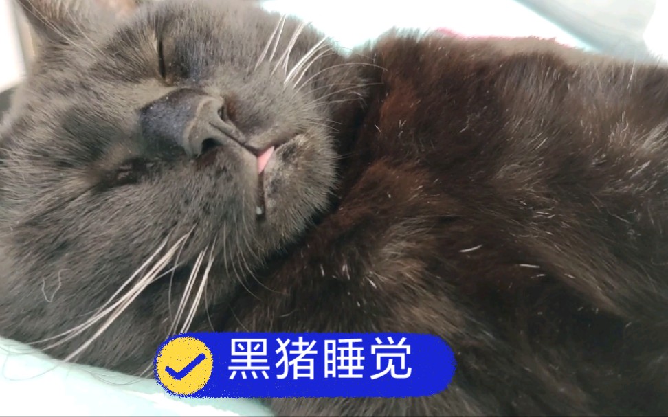 黑猪睡觉被摸了哔哩哔哩bilibili