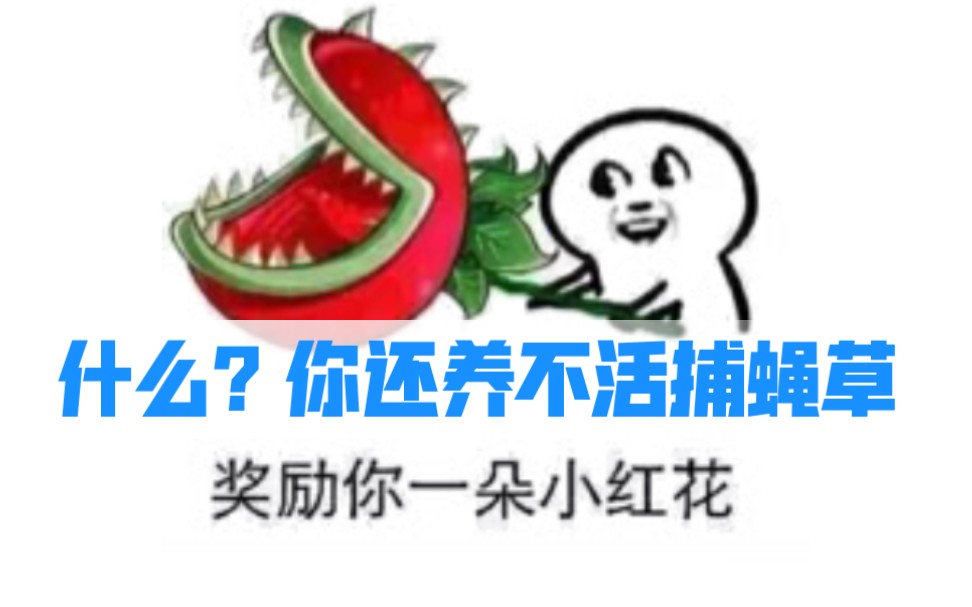 (植宠经验分享2)什么?你还养不活捕蝇草?捕蝇草的最简单家庭养法介绍哔哩哔哩bilibili