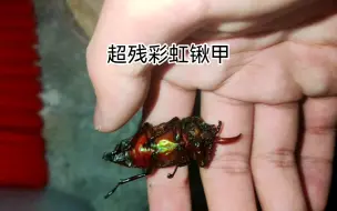 下载视频: 史上最残彩虹锹甲