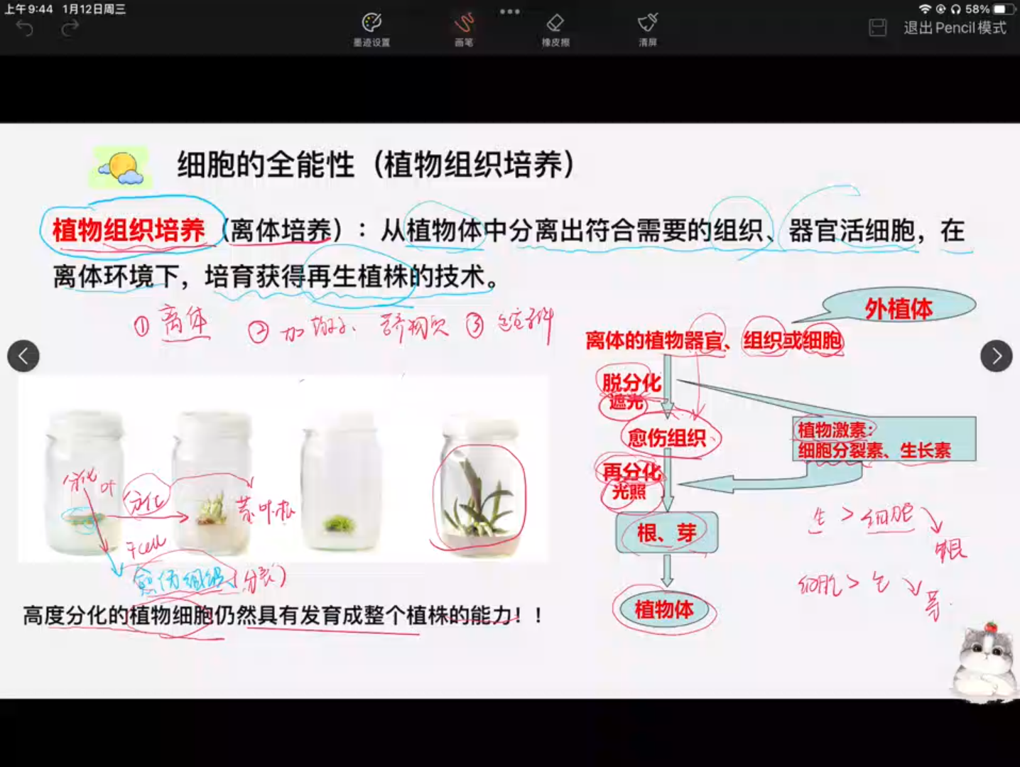 细胞的全能性哔哩哔哩bilibili