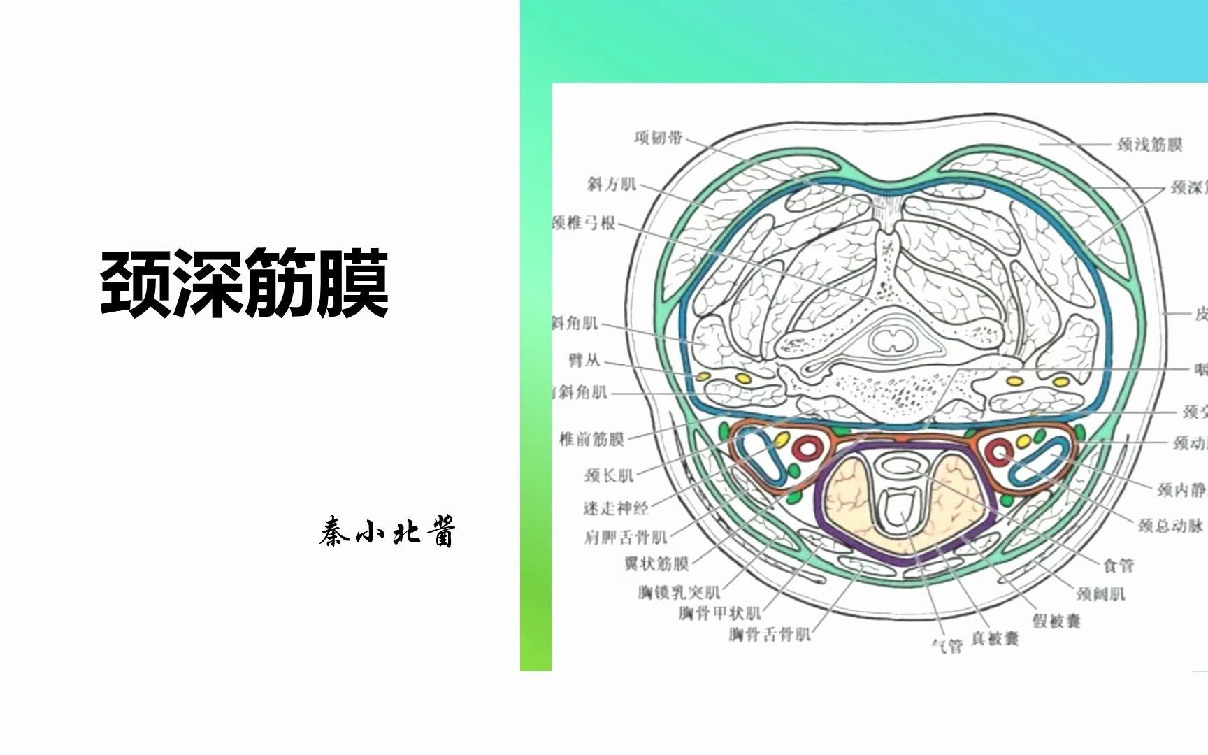 【局部解剖学】《颈部》超详细重难点介绍颈深筋膜哔哩哔哩bilibili