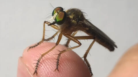 指尖上的食虫虻 哔哩哔哩