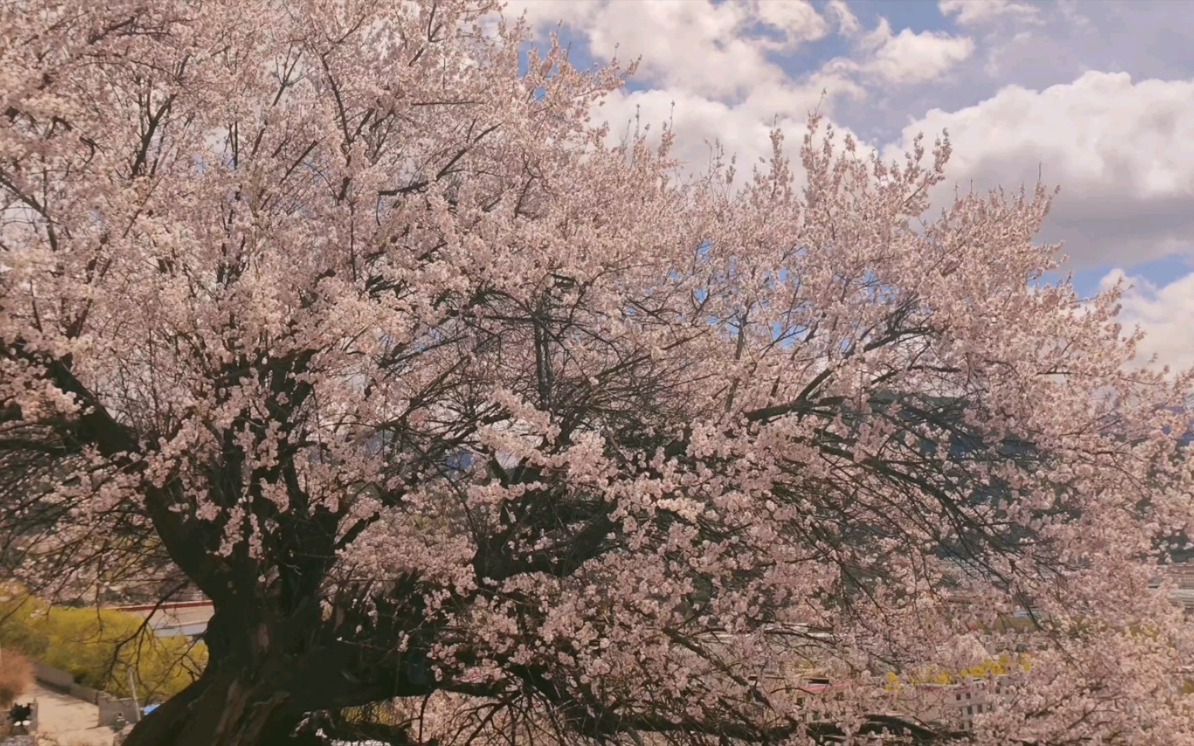 [图]西藏林芝一棵七百多年的野生桃花树