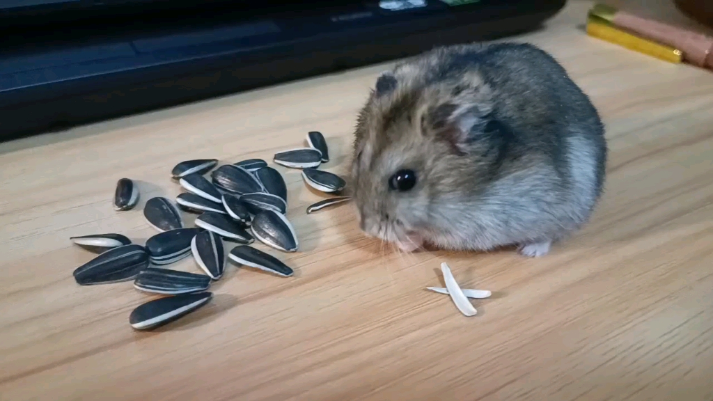 爱吃瓜子的小仓鼠_哔哩哔哩_bilibili