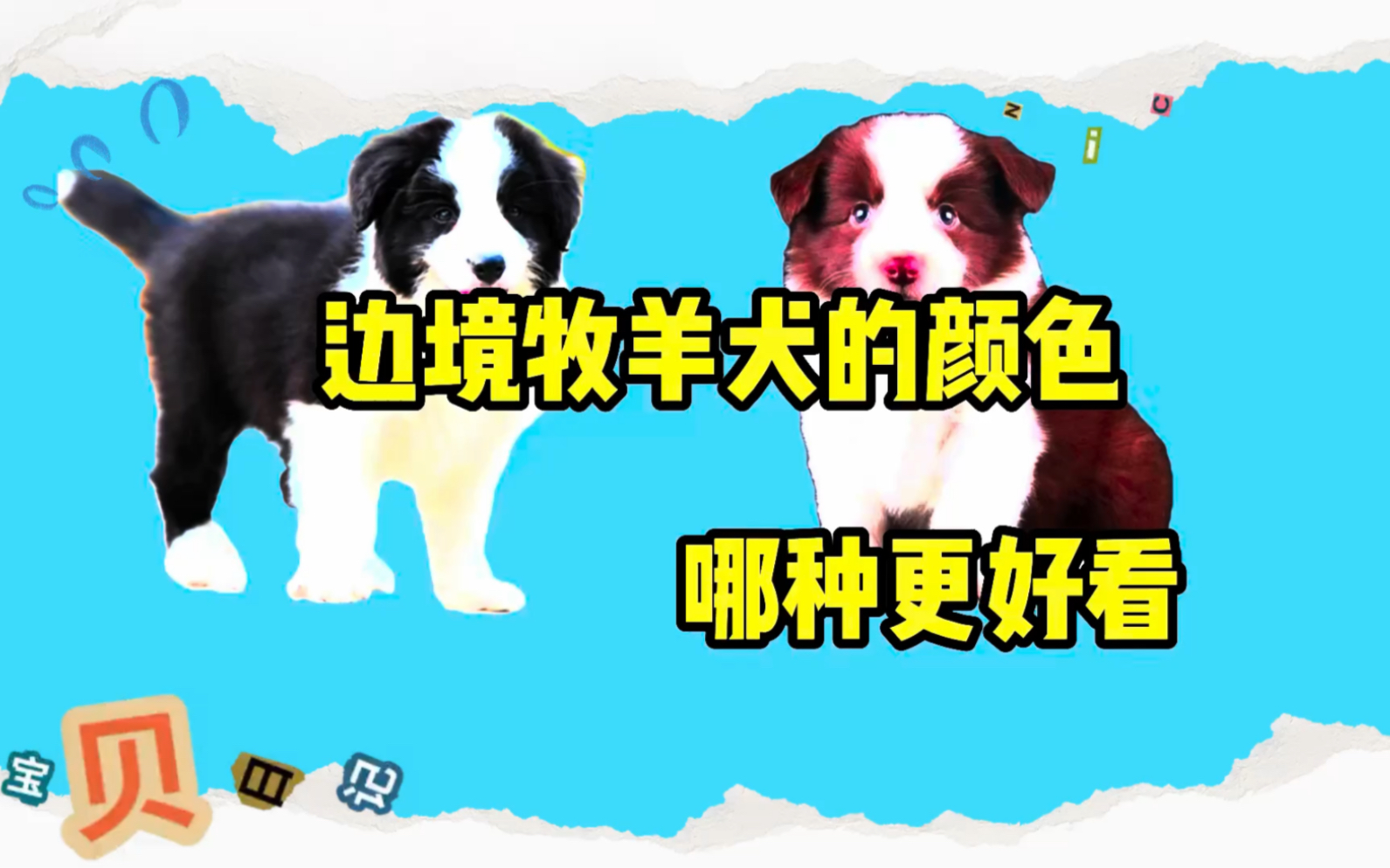 边境牧羊犬颜色哪种更好看哔哩哔哩bilibili